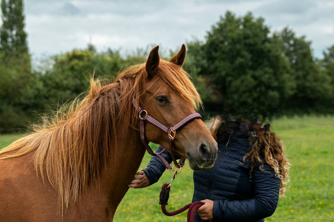 Jument Poney Landais