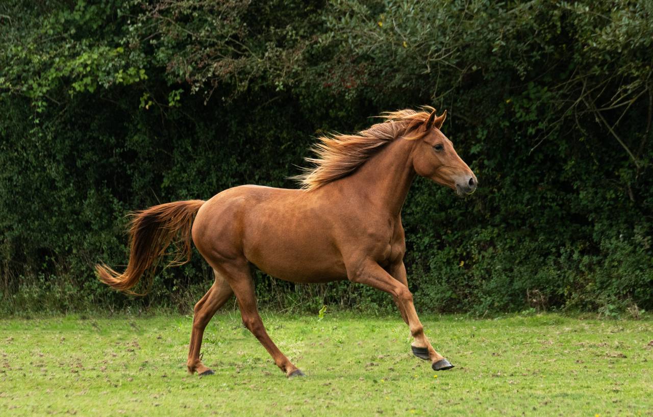Jument Poney Landais