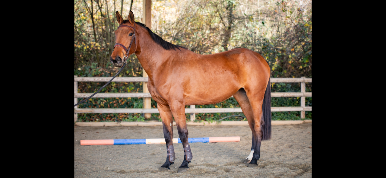 Jument de 4 ans - Poker de Mariposa 