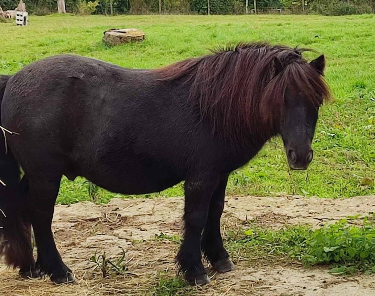 Poney shetland hongre 