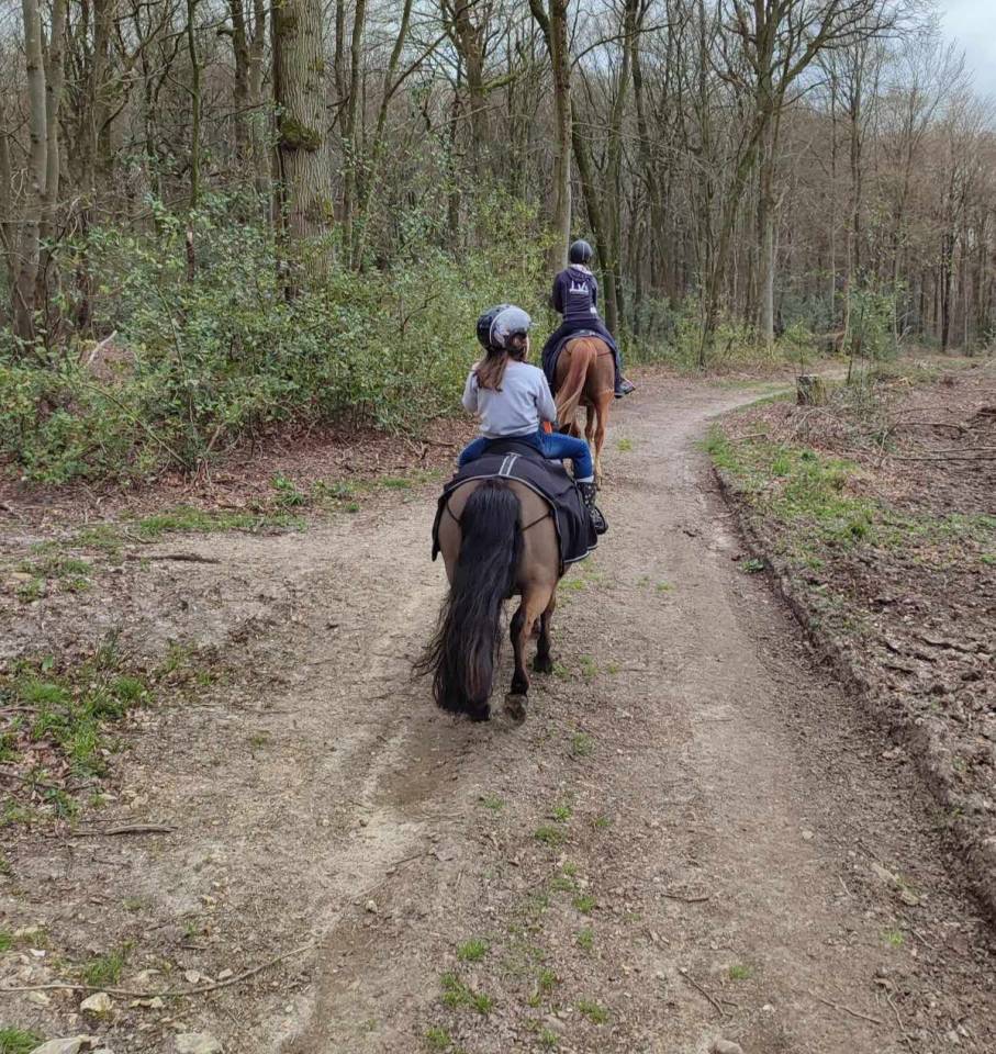 Poney shetland hongre 