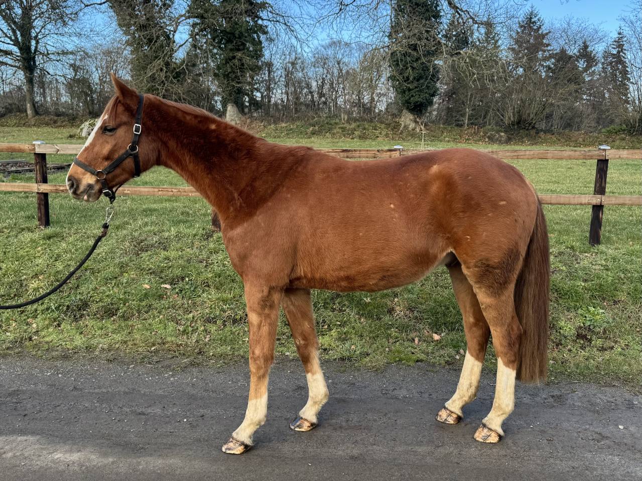 Hongre Westphalien 4 ans