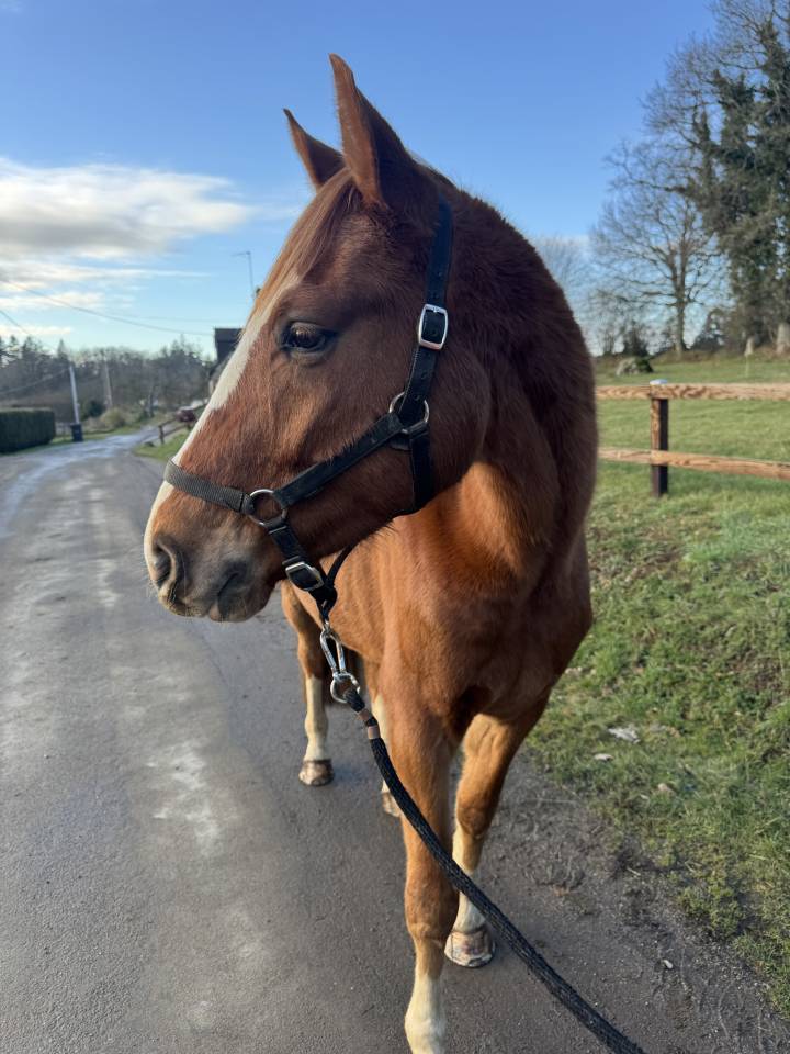 Hongre Westphalien 4 ans