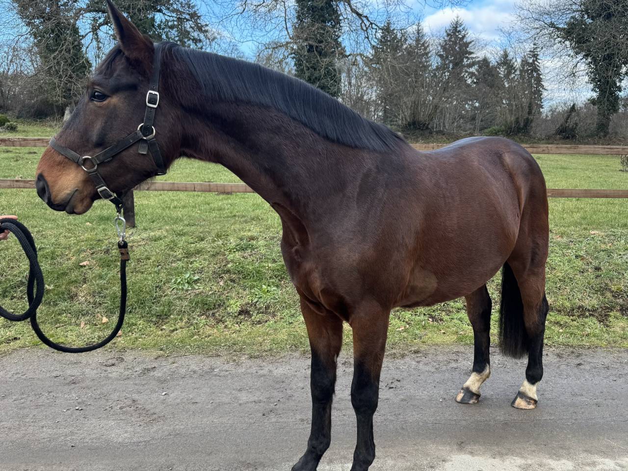 Hongre Selle Fran&ccedil;ais 4 ans