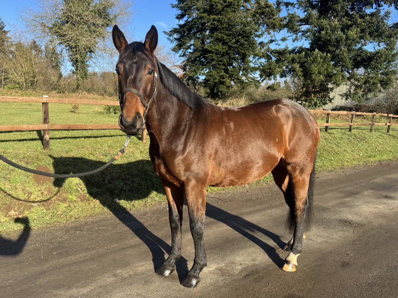 Hongre Selle Fran&ccedil;ais 4 ans