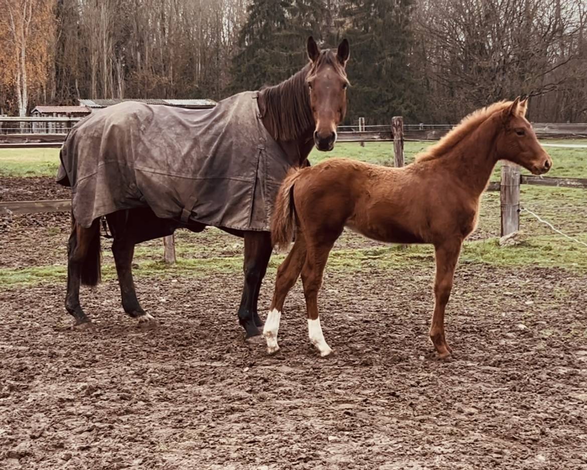 Foal M&acirc;les de 2025