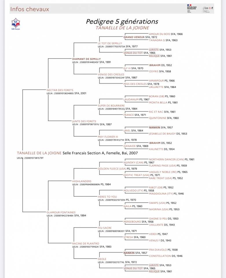 Foal M&acirc;les de 2025