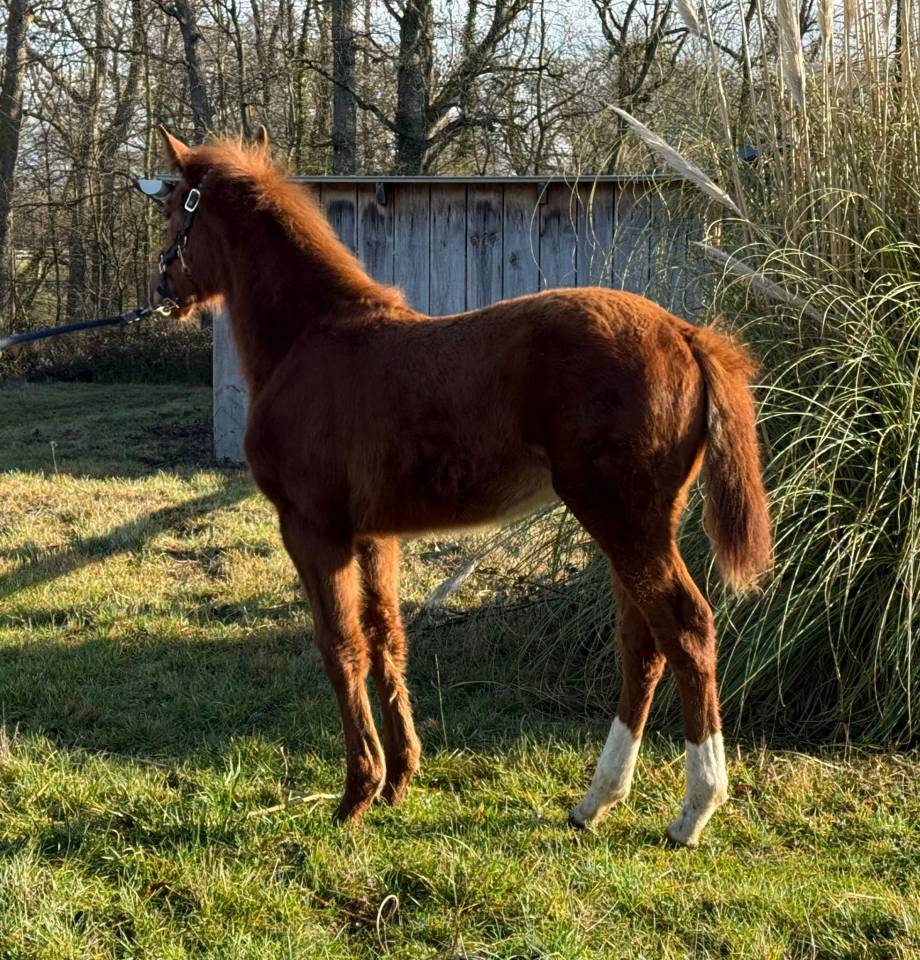 Foal M&acirc;les de 2025