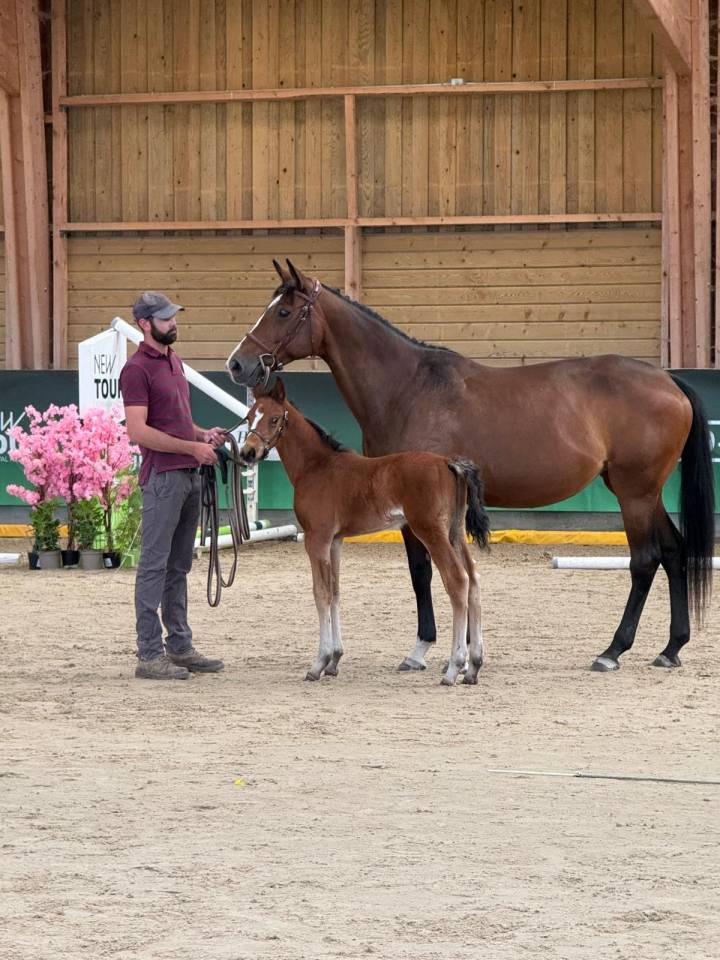 Poulain M&acirc;le 2025