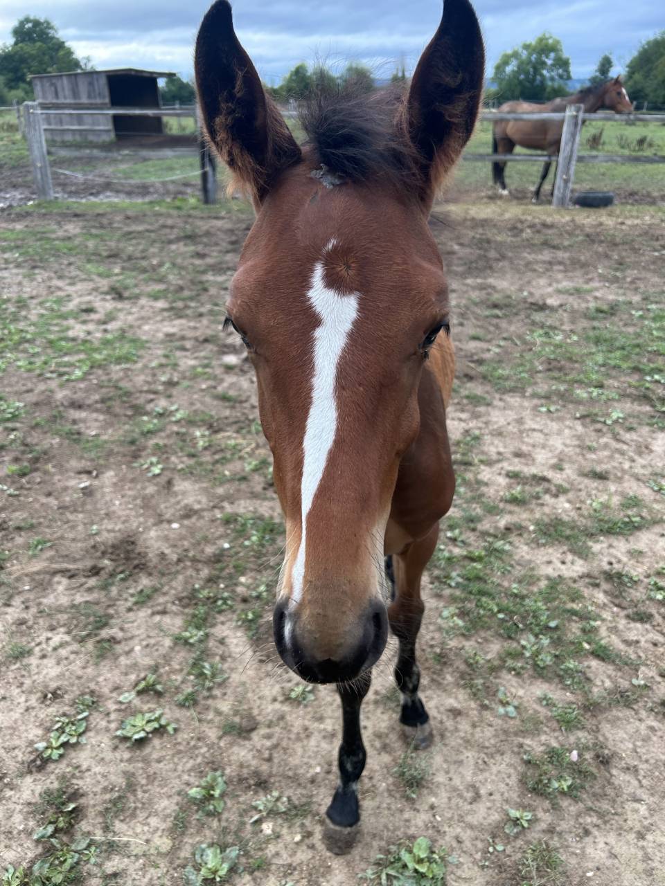 Poulain M&acirc;le 2025