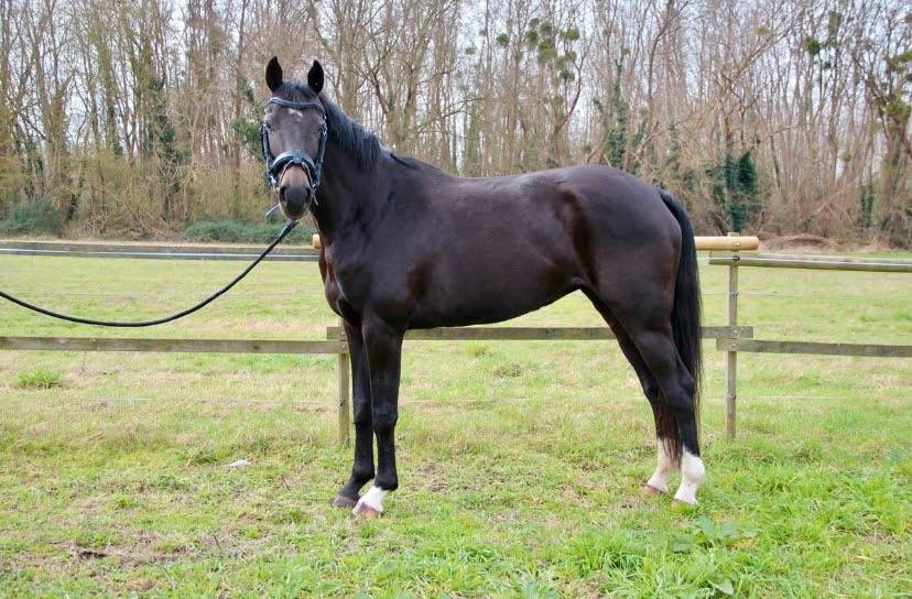 Poulini&egrave;re KWPN