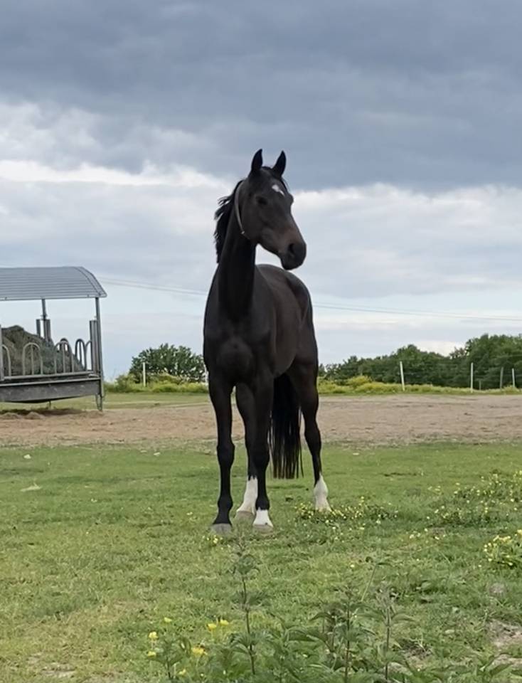 Poulini&egrave;re KWPN