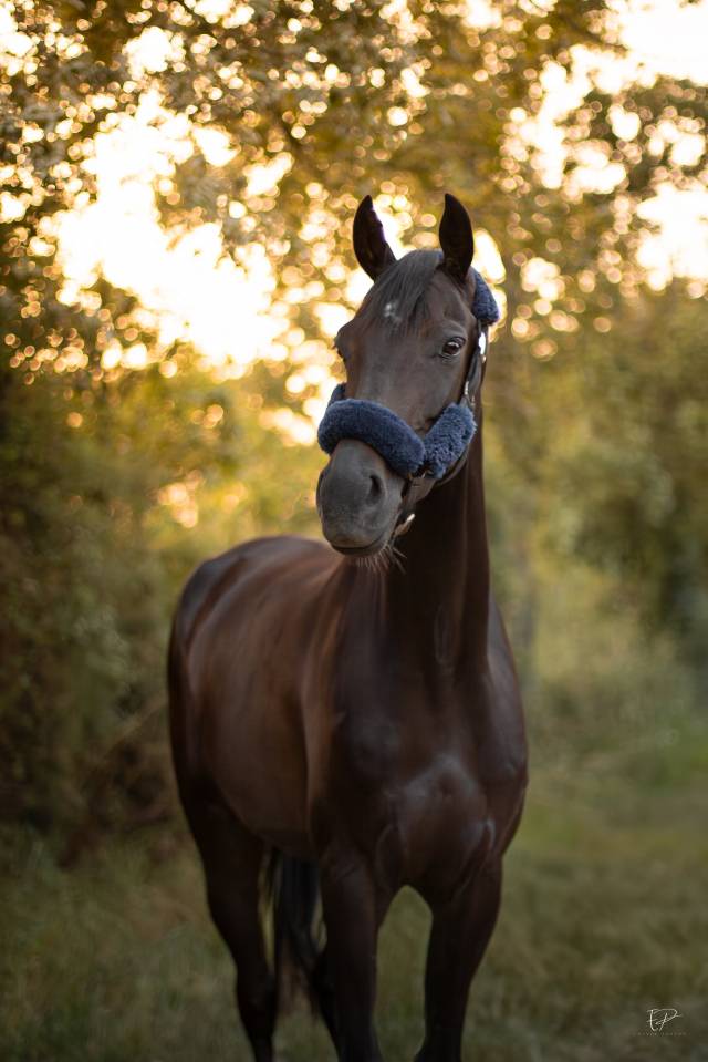 Poulini&egrave;re KWPN