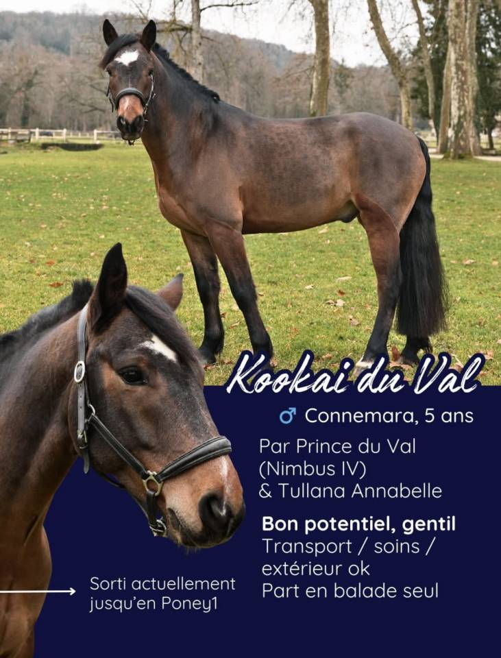 Kooka&iuml; du val poney de sport 