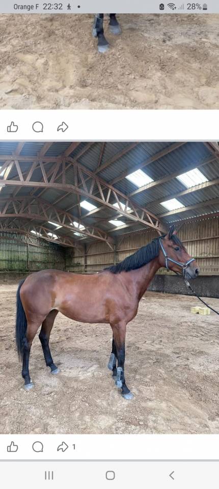 Jument SF 5 ans bai brun