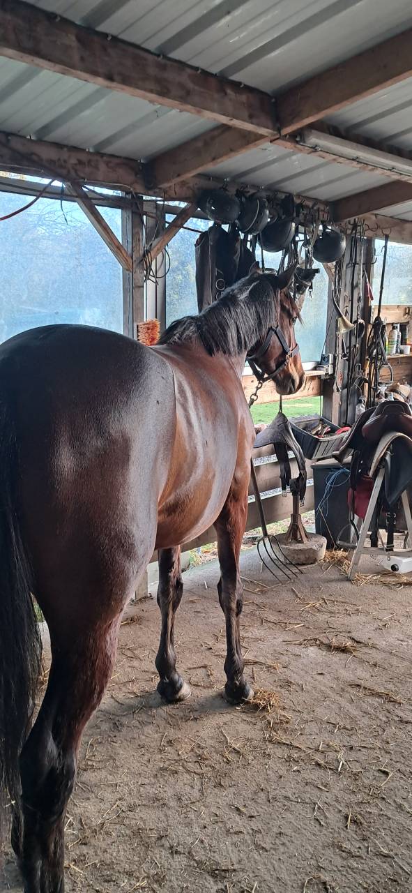 Jument SF 5 ans bai brun