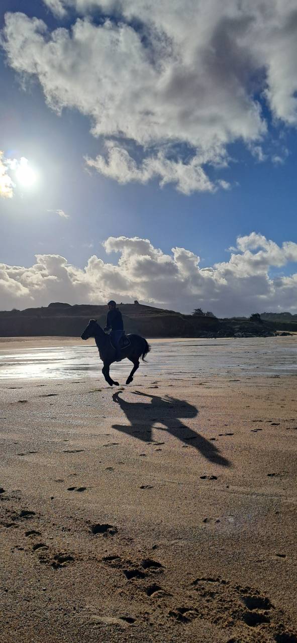 Jument SF 5 ans bai brun