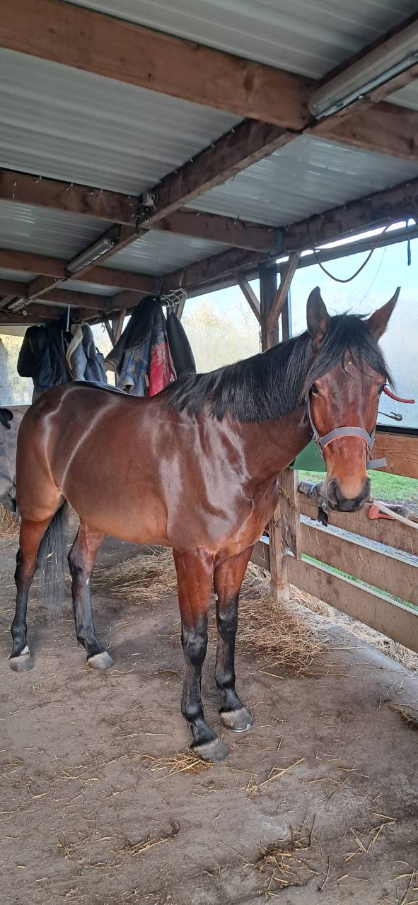 Jument SF 5 ans bai brun