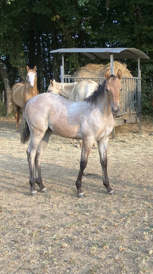 Pouliche paint horse