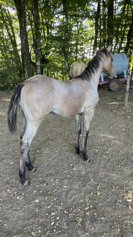 Pouliche paint horse
