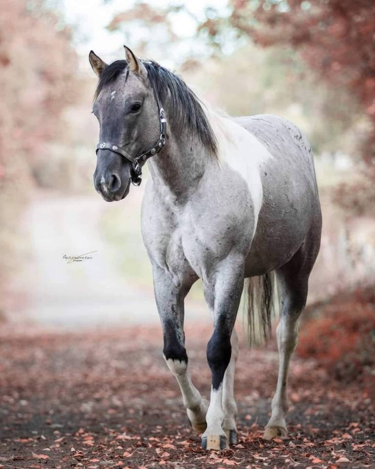 Pouliche paint horse