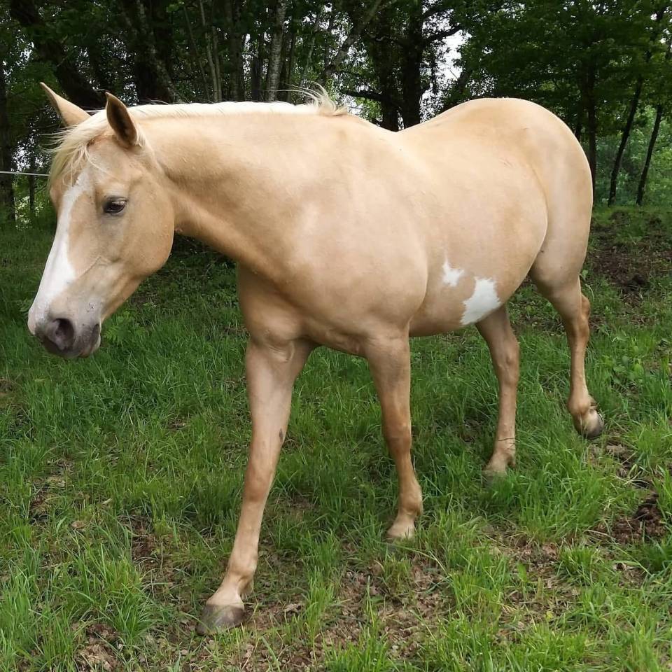 Pouliche paint horse