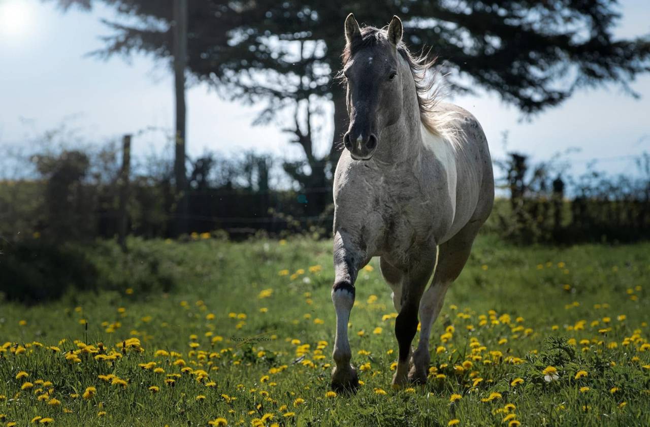 Pouliche paint horse