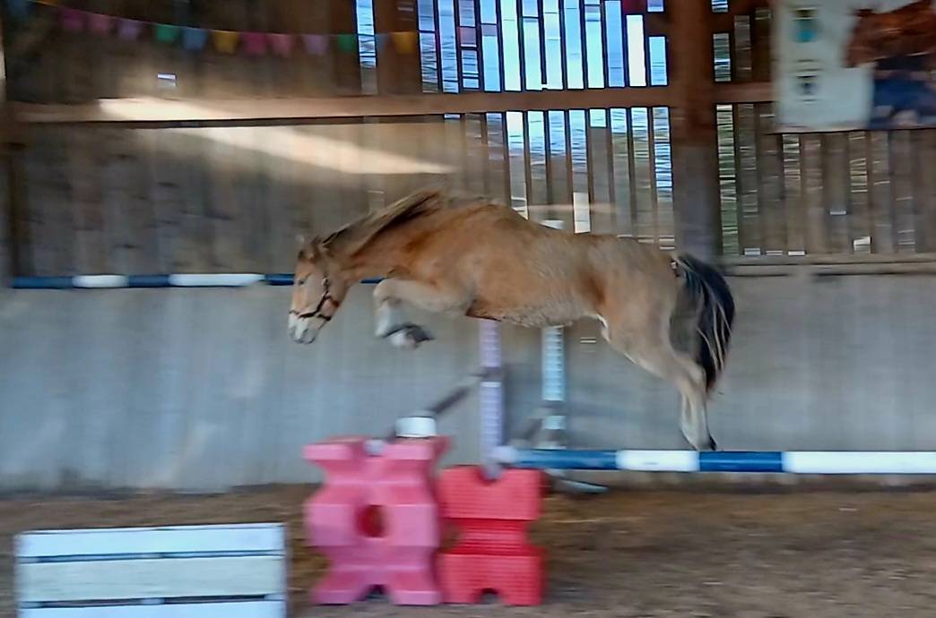 Poulain 2 ans champagne 