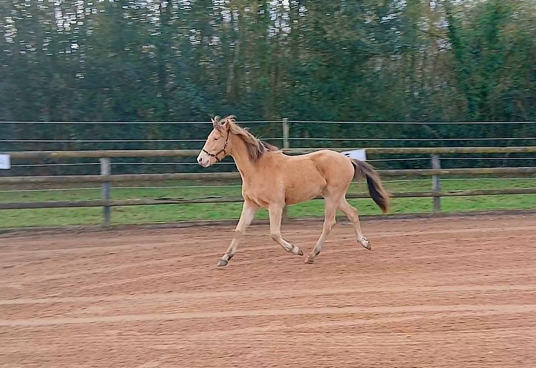 Poulain 2 ans champagne 
