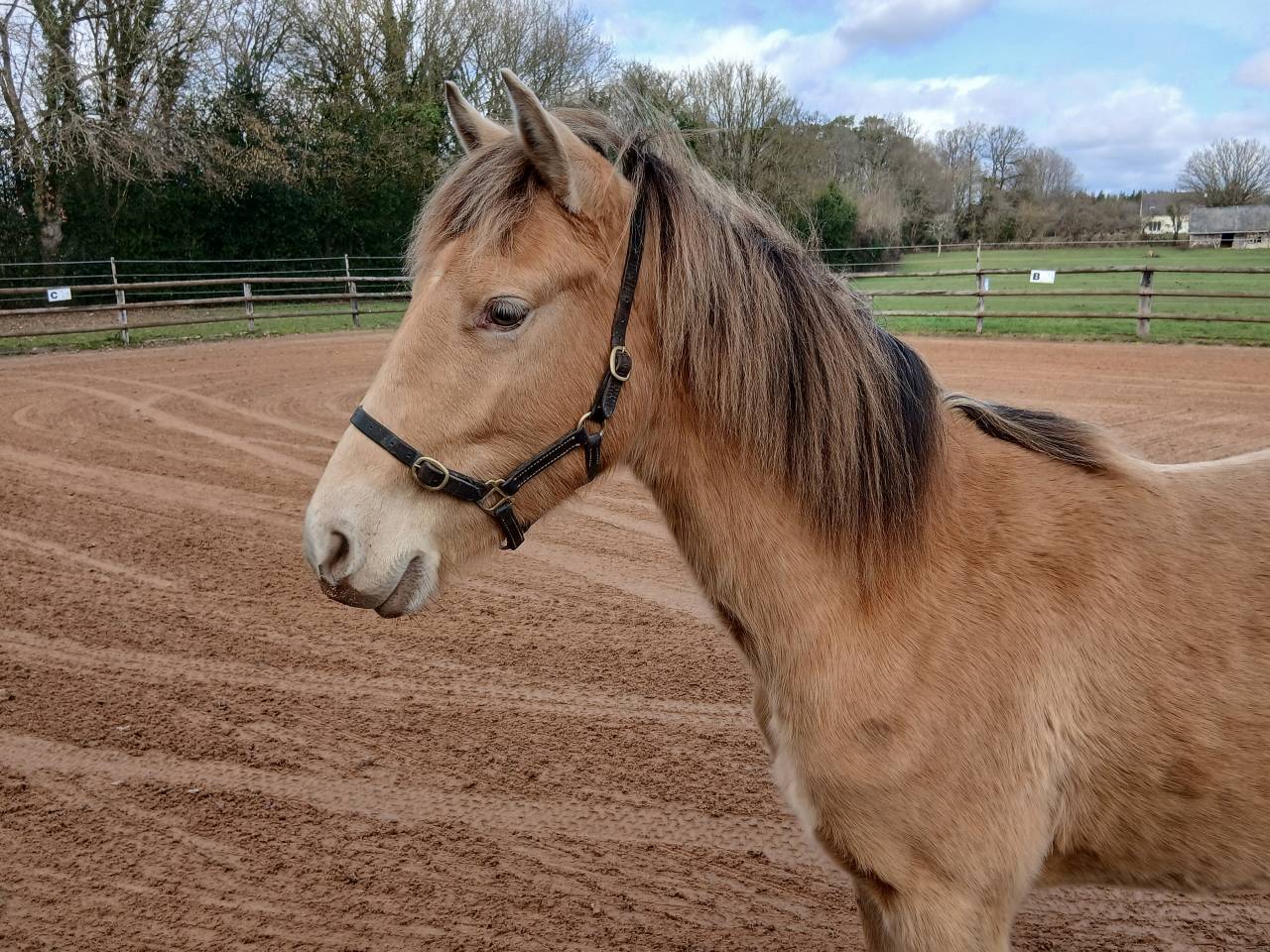 Poulain 2 ans champagne 