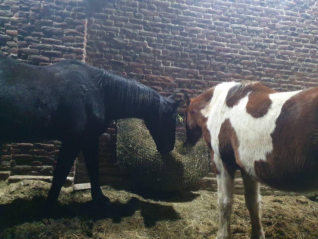 Poulain onc type paint horse