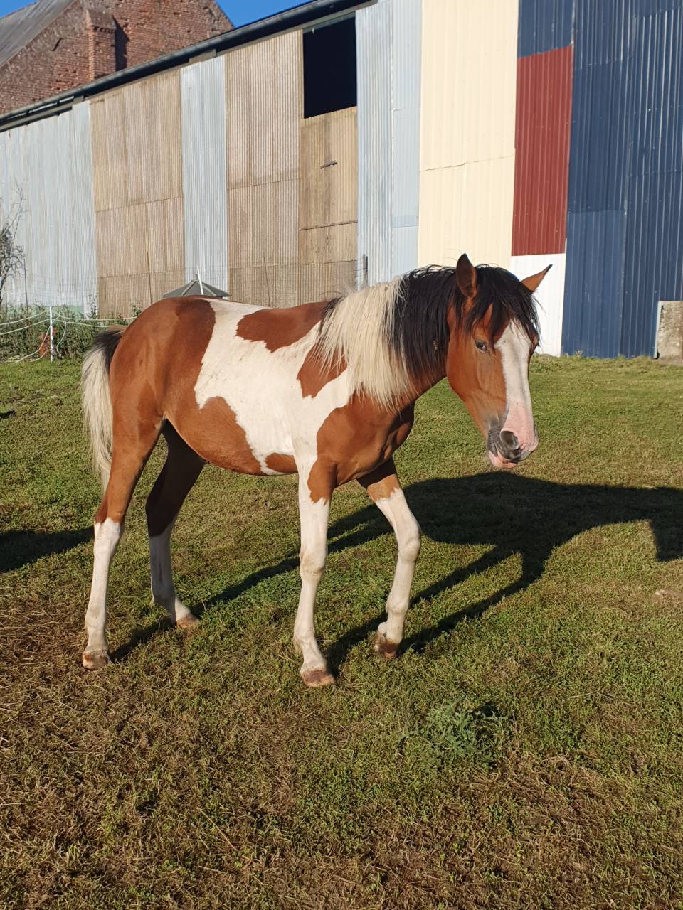 Poulain onc type paint horse