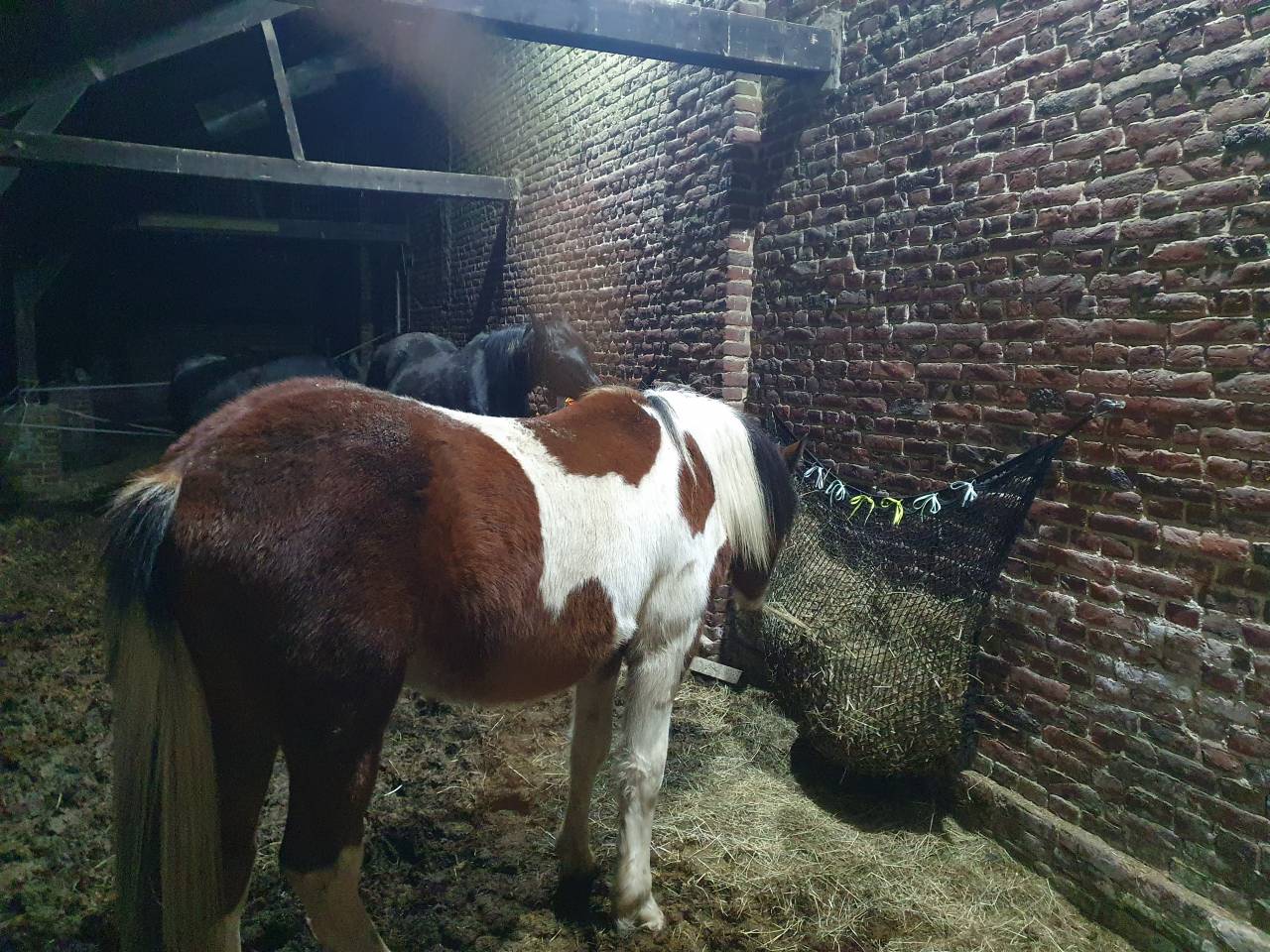 Poulain onc type paint horse