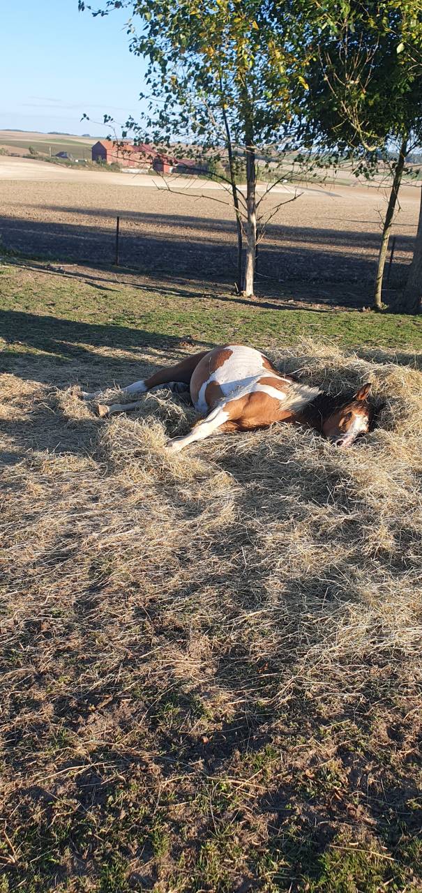 Poulain onc type paint horse
