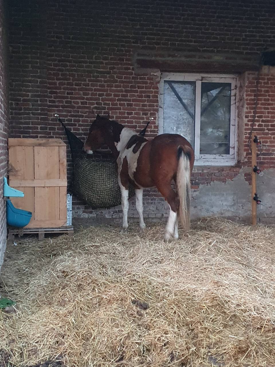 Poulain onc type paint horse