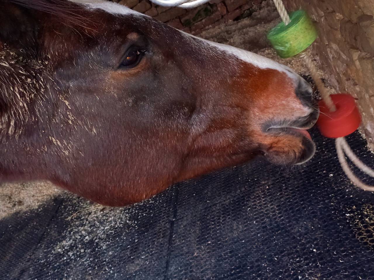 Pension pr&eacute;/paddock stabilis&eacute; 