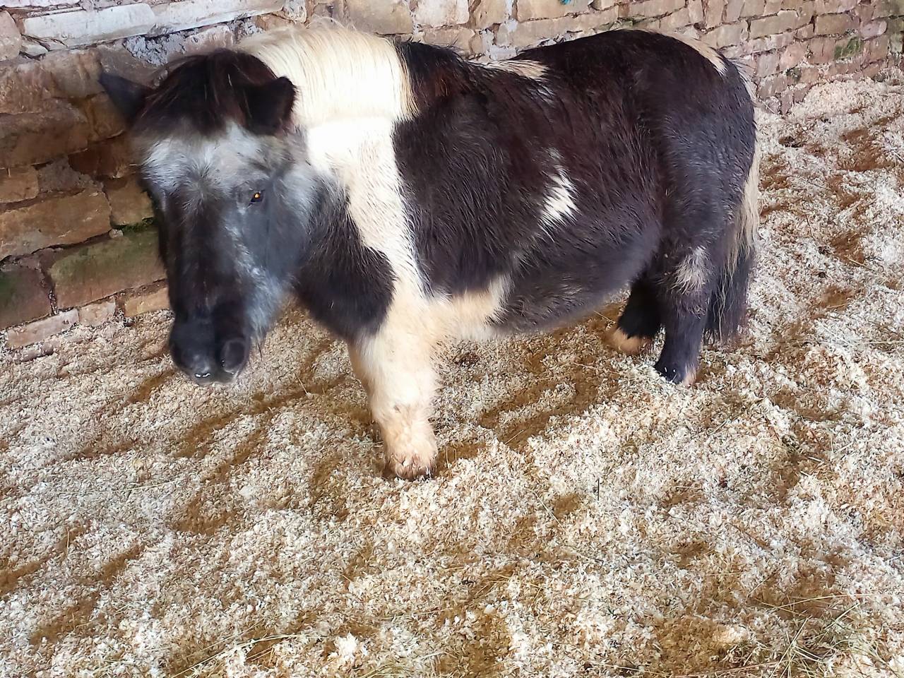 Pension pr&eacute;/paddock stabilis&eacute; 