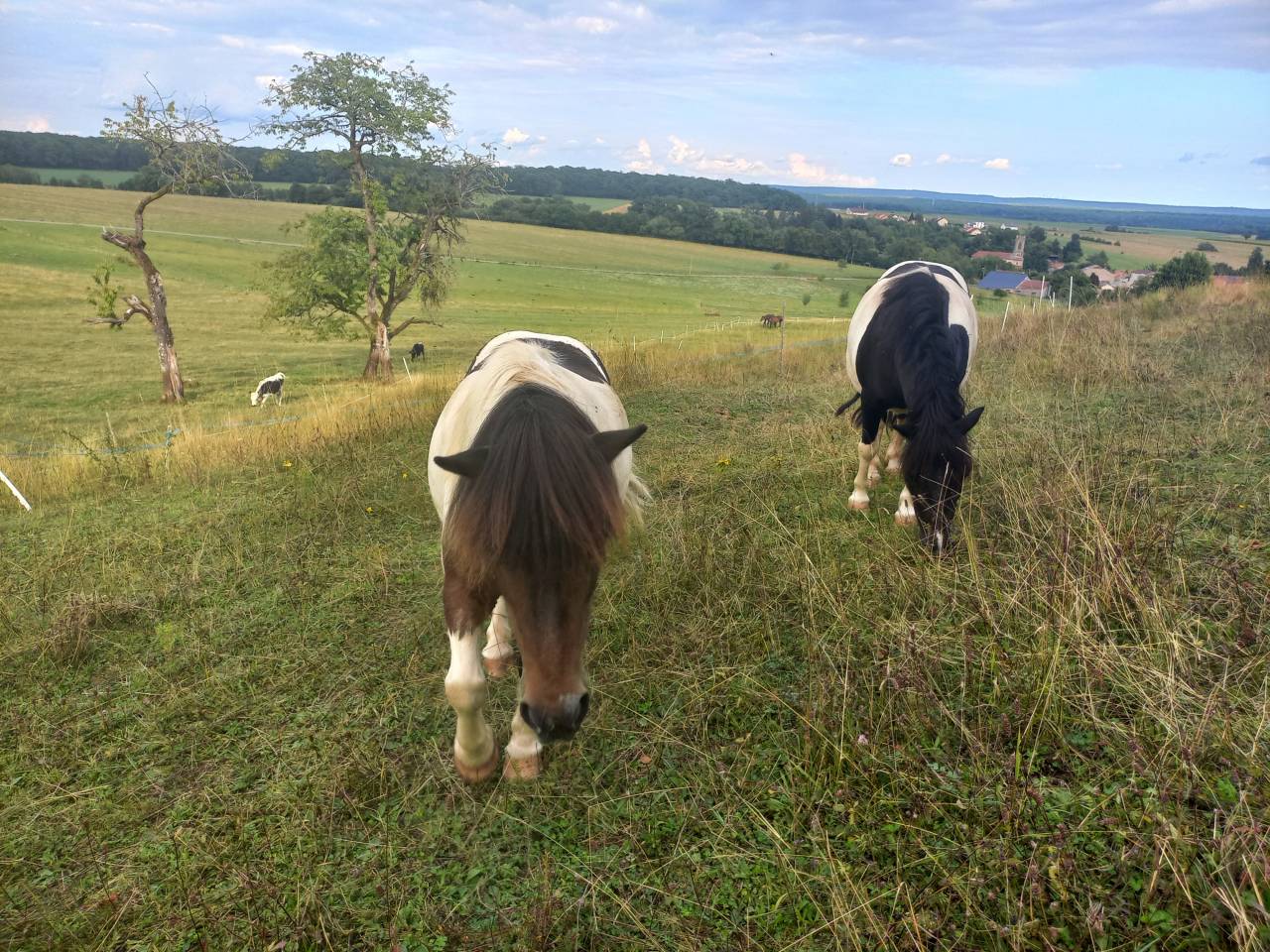 Pension pr&eacute;/paddock stabilis&eacute; 