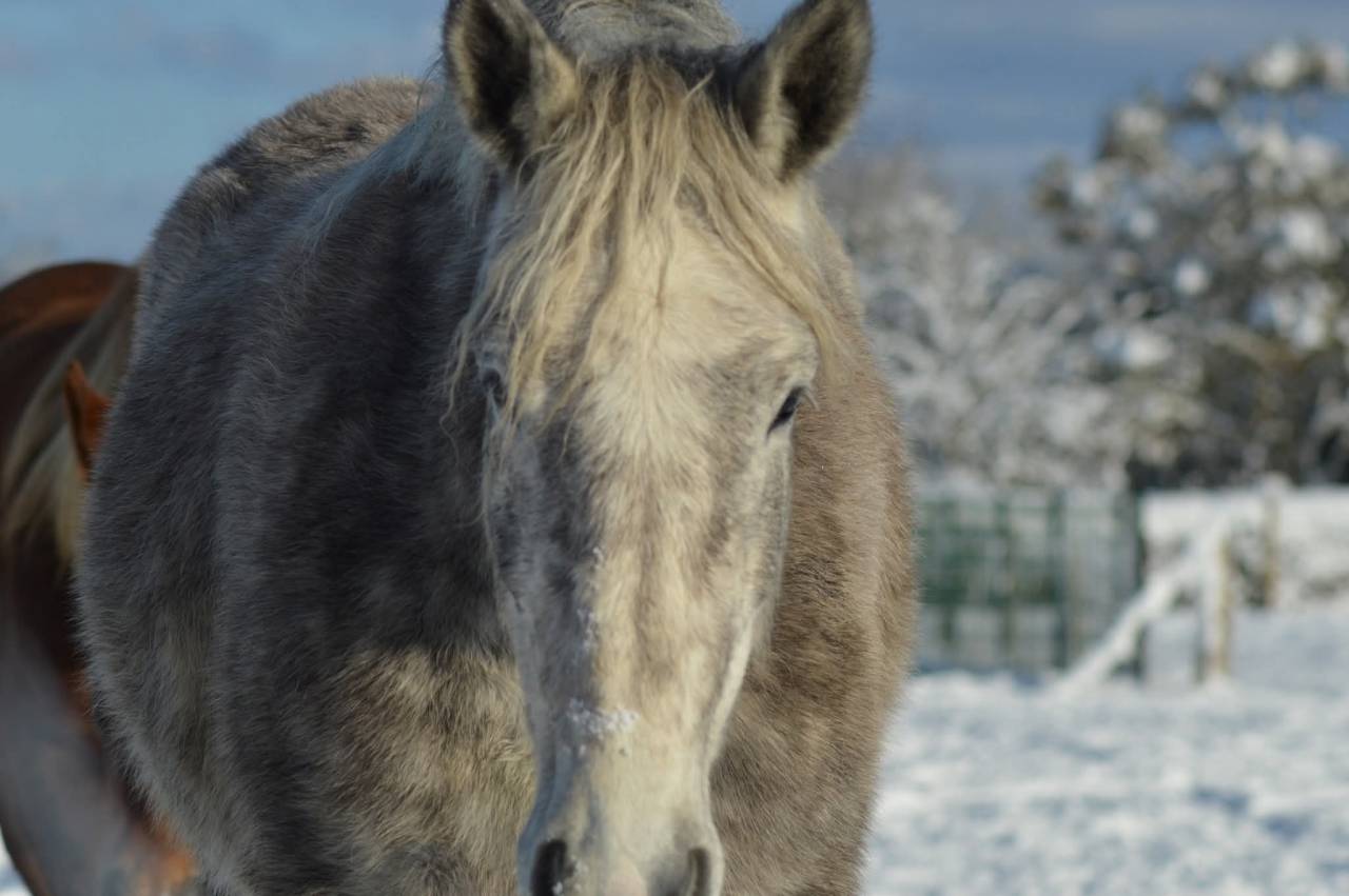 Cheval de trait boulonnaise 