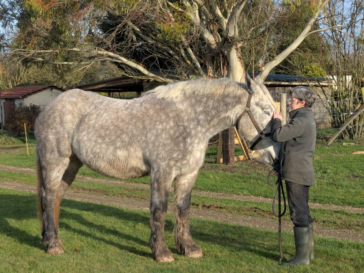 Cheval de trait boulonnaise 