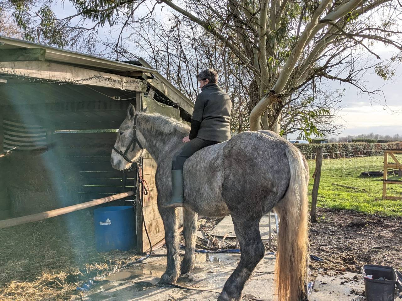 Cheval de trait boulonnaise 