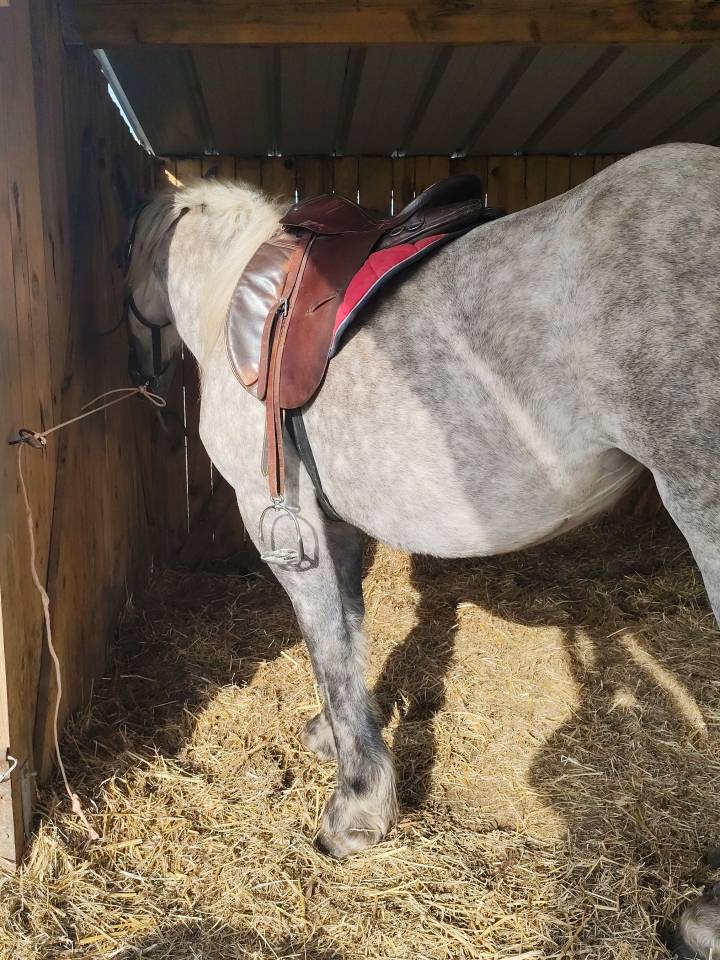 Cheval de trait boulonnaise 