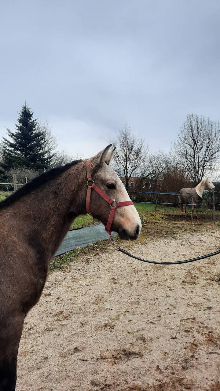 Cheval poulain Pur Sang Lusitanien 