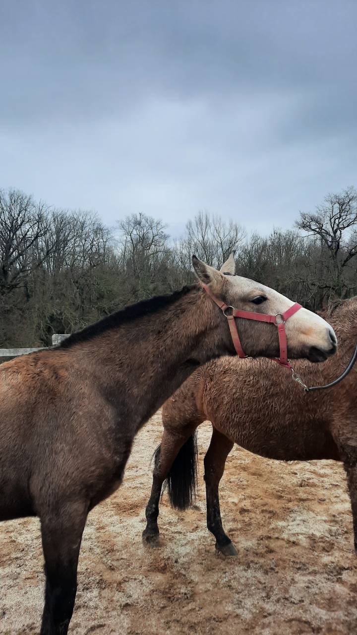 Cheval poulain Pur Sang Lusitanien 