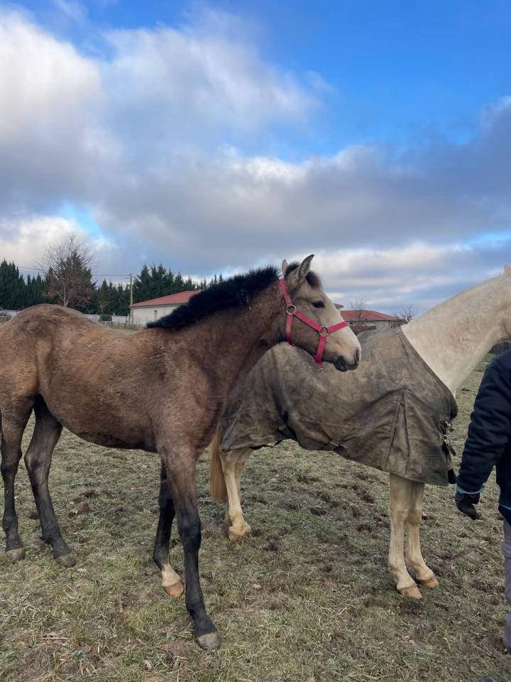 Cheval poulain Pur Sang Lusitanien 