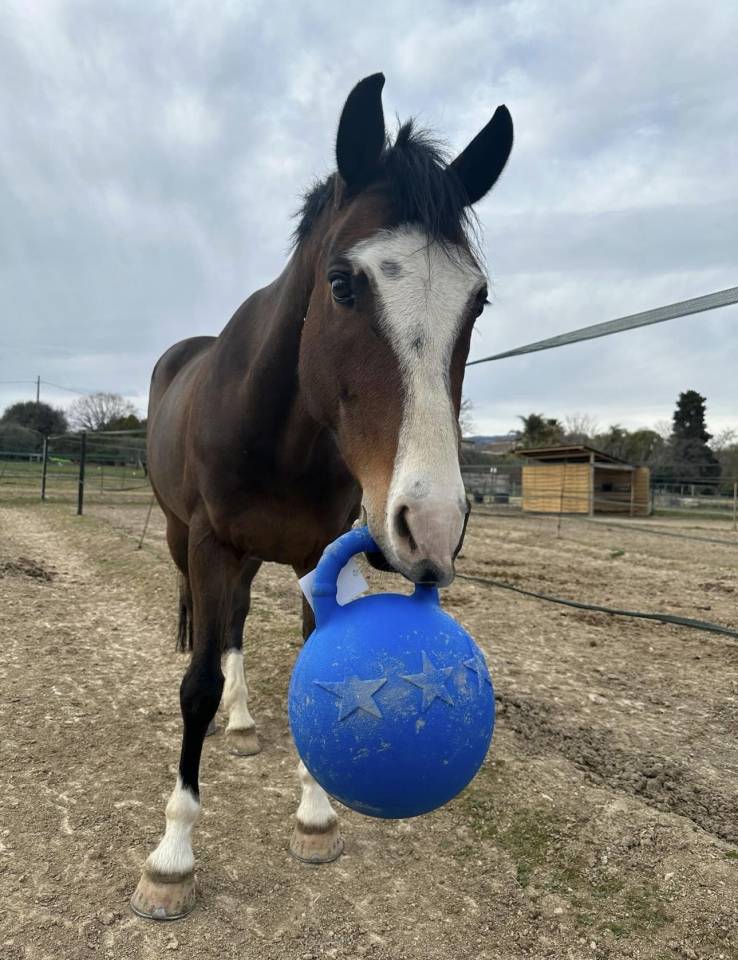 Poney &agrave; vendre 