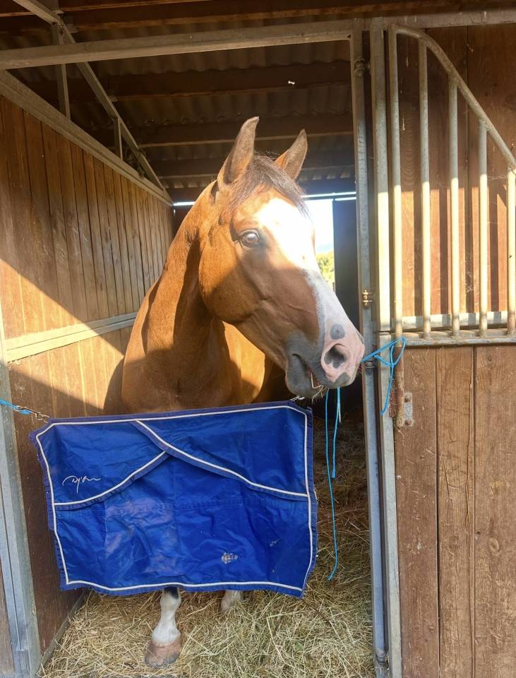 Poney &agrave; vendre 