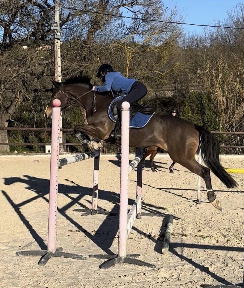 Poney &agrave; vendre 