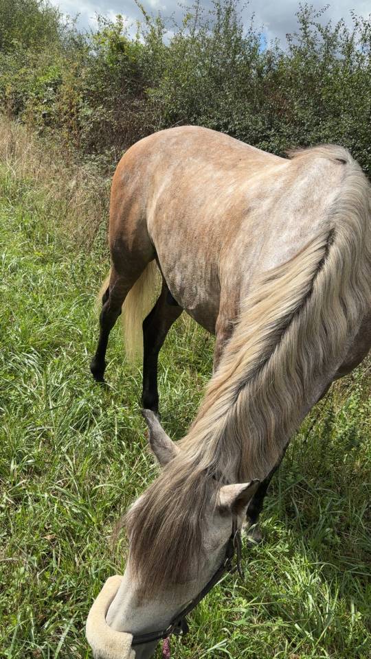 Confiage cheval espagnol 
