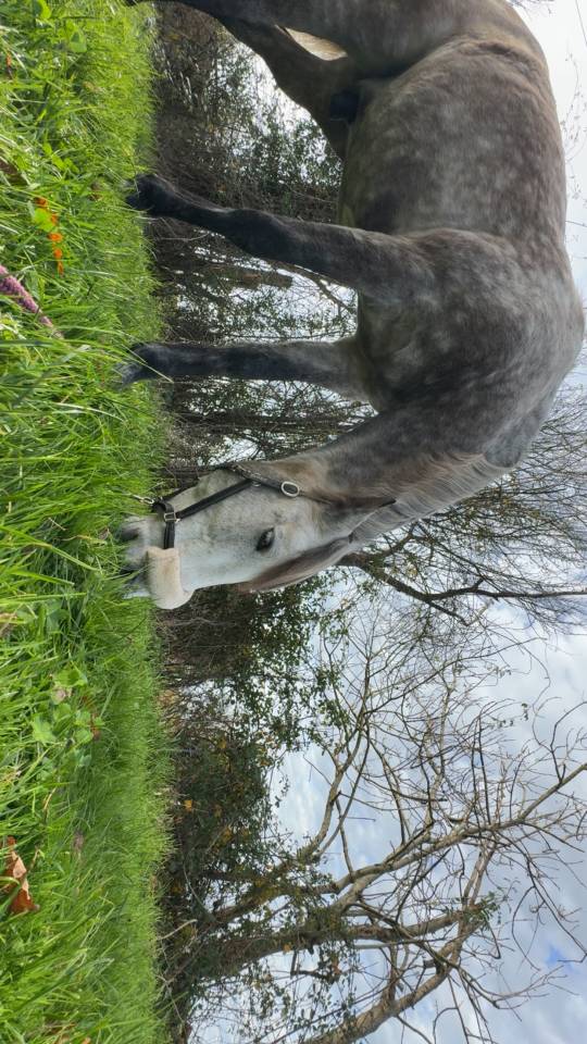 Confiage cheval espagnol 